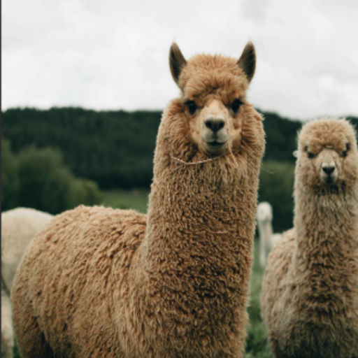 Denise the Llama